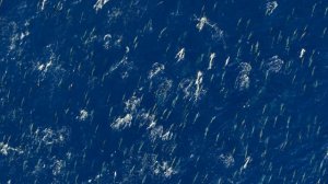 Звуки Земли 4 серия «Тихий океан» (документальный сериал, 2024)