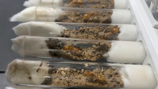 Day 1: Honeypot Queen Ants In Dirt Test Tubes From Nuptial Flight Mating - Myrmecocystus mexicanus смотреть онлайн