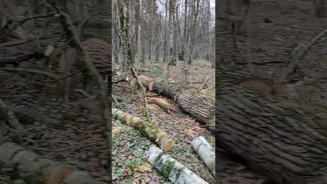 Гуляем по Битцевскому 🌲 лесу