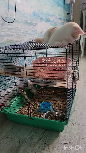 Кот и крысы.