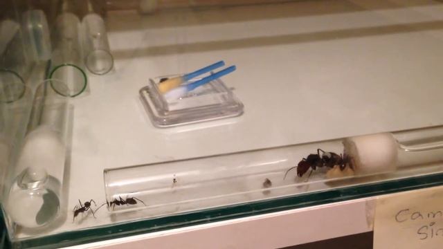 Camponotus singularis смотреть онлайн