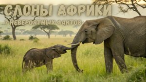 Слоны Африки: 7 невероятных фактов о самых умных животных саванны