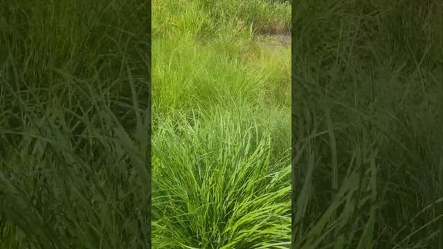 #озеро . Красивый вид на озере смотреть онлайн
