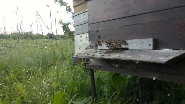 Первый облет молодой пчелы. смотреть онлайн