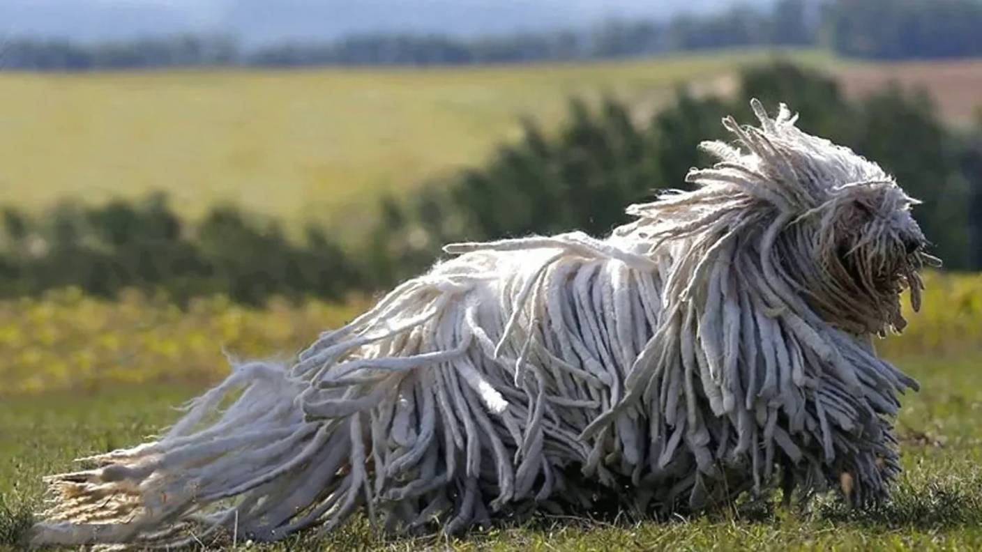 Самые лохматые собаки в мире смотреть онлайн