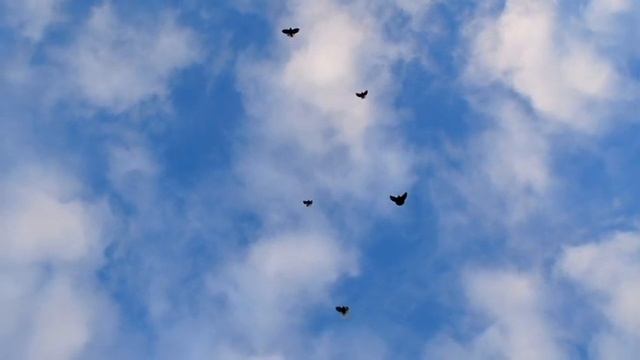 Голуби Крыма, Алексей Василишин, Евпатория (23) смотреть онлайн