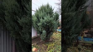 Можжевельник Стрикта