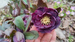 Подбираю компанию к морозникам, цветет кизил. Прогулка по южному саду 17.03.2025 г. Пятигорск.