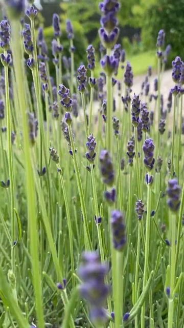 Нарочь смотреть онлайн