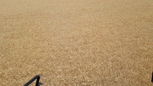 Уборка паровой пшеницы. New Holland tc 5.90