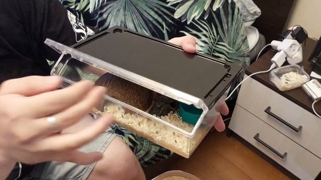 Да здравствуют БЛЕЙД И РЕМБО ))) Знакомимся с каролевскими змеями ! смотреть онлайн