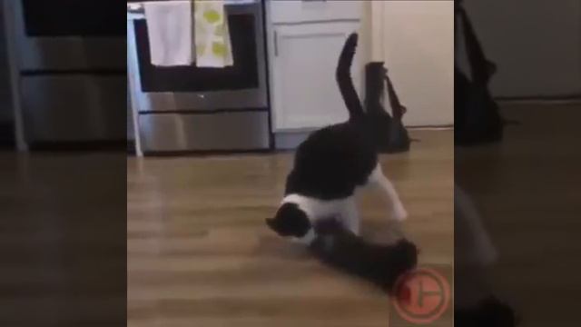 La mascota de jhon cena смотреть онлайн