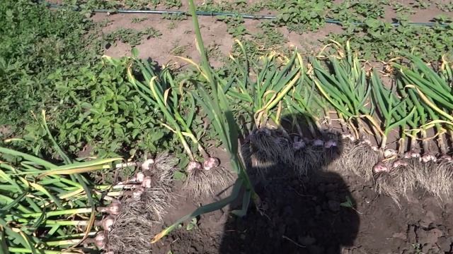 Копаем чеснок