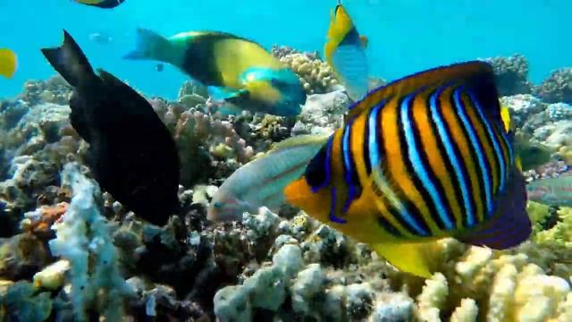 МИР ПОД ВОДОЙ (underwater World)!