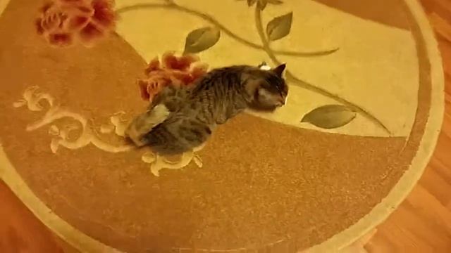 Кошачья скумбрия смотреть онлайн