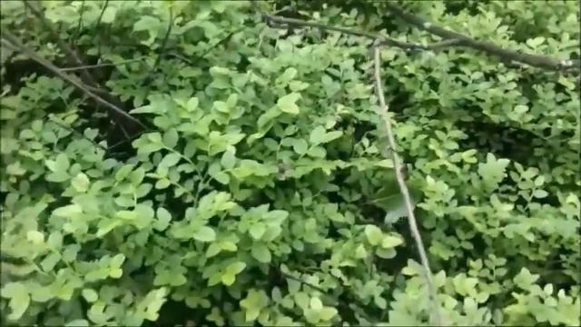 ПРОГУЛКА В ЛЕС НОРА ЛАНДЫШИ смотреть онлайн