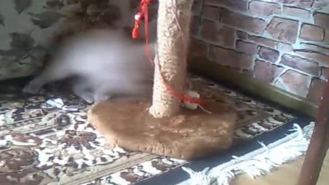 Кошка Люсси - маячок!!! смотреть онлайн