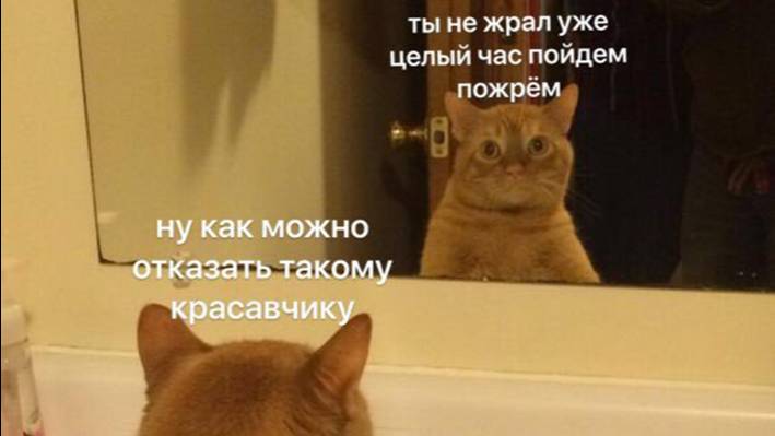 ПРИКОЛЫ С ЖИВОТНЫМИ ДО СЛЕЗ / Смешные КОТЫ / Приколы с КОТАМИ смотреть онлайн