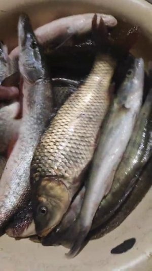 голые девушки