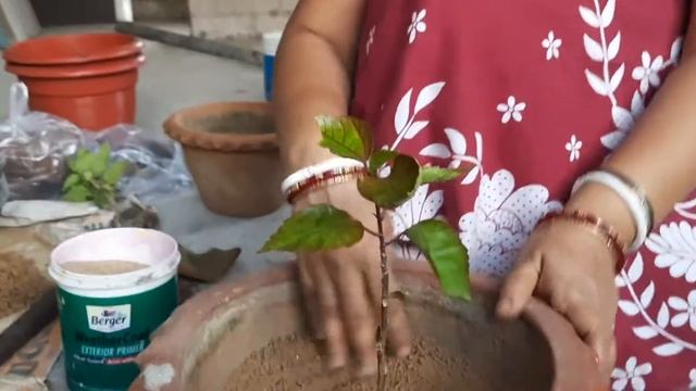 জবা গাছের পরিচর্যা। How to take care for hibiscus plants in pot? смотреть онлайн