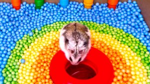 Мистер Хомяк убегает из Радужного лабиринта