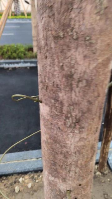 Подпитка деревьев в городе Санья.