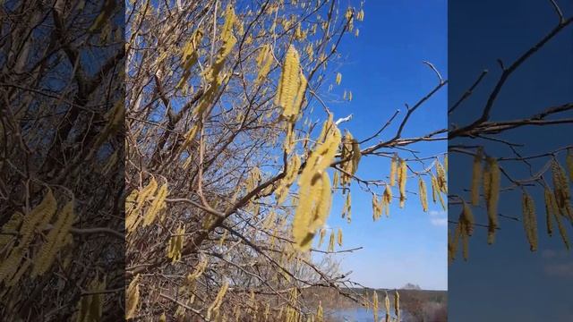 Цветет лесной орех) смотреть онлайн
