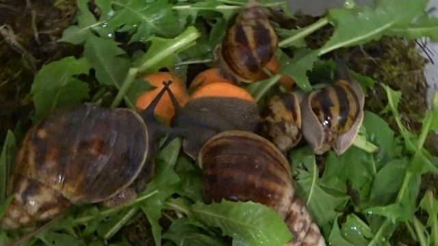 Маргинаты Маргината смотреть онлайн