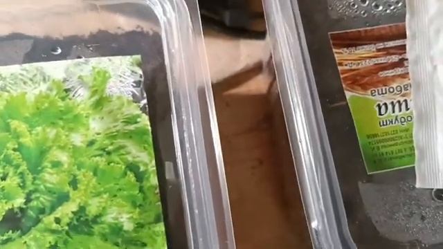 Сажаю впервые, с экспериментом довольна.