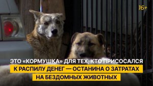 Это «кормушка» для прикорма присосавшихся к распилу денег — Останина о затратах на бездомных собак