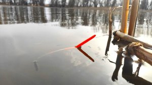 ИКРЯНОЙ ДЕЛИКАТЕС - НАТАСКАЛ ТАЗИК!!!! Рыбалка на поплавок весной