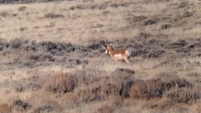 BSY | PRONGHORN ANTELOPE EVERYWHERE IN WYOMING | S2E54 смотреть онлайн