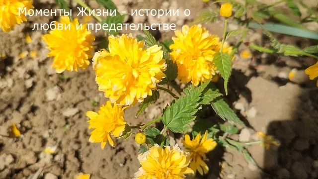 🍏 Братья поссорились, а хитрая сестра этим выгодно воспользовалась, но неожиданно они узнали правду