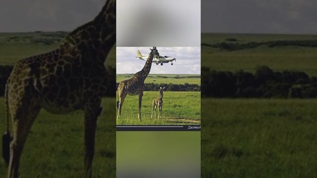 Чудо звери 2 смотреть онлайн