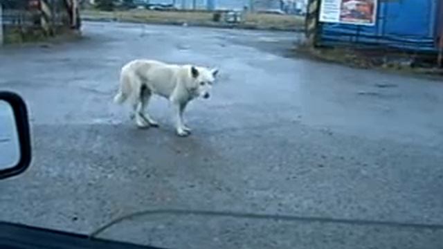 Собака танцевалка dancing dog 2015 смотреть онлайн