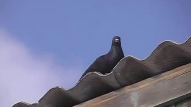 Ветеран ВОВ Герман Голубев