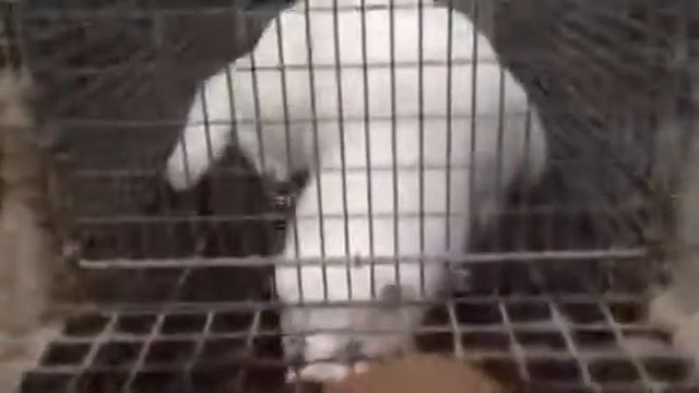 Біла норка. Данія. смотреть онлайн