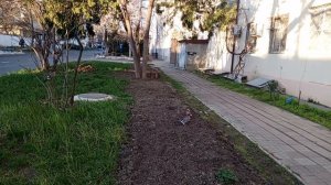 Кавказская сойка — друг садоводу или не очень?