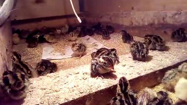 Суточные перепела смотреть онлайн