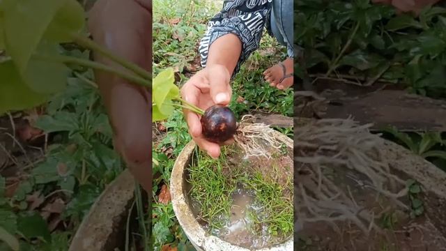 Unique Techniques How to Grow mangosteen tree from mangosteen fruit yields a lot of fruits #shorts смотреть онлайн