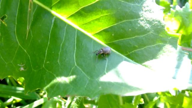 Peritelus sphaeroides - Rüsselkäfer / Weevil смотреть онлайн