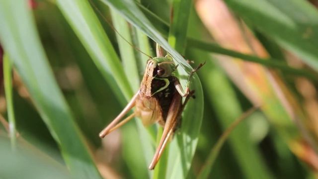 Roesel's Bush Cricket смотреть онлайн