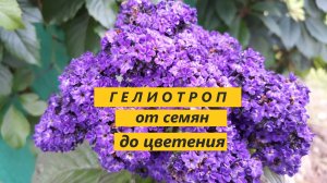 Гелиотроп, цветок похожий на сирень. Еще один летник #51