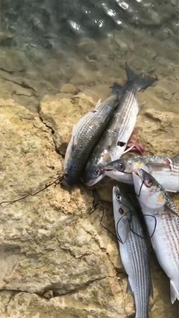 Пару кефаль для ужин 🔔👍#рыбалка #охота #рыбаки