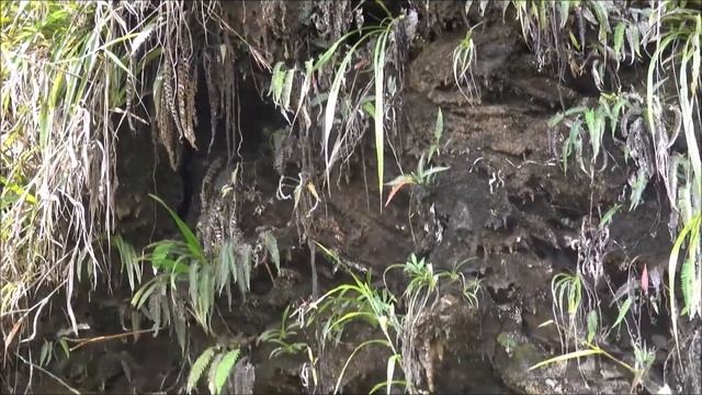 Phragmipedium boisserianum смотреть онлайн