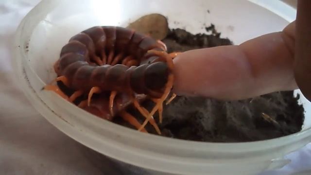 Philippine Giant Centipede~Scolopendra Spinosissima~loves Milk