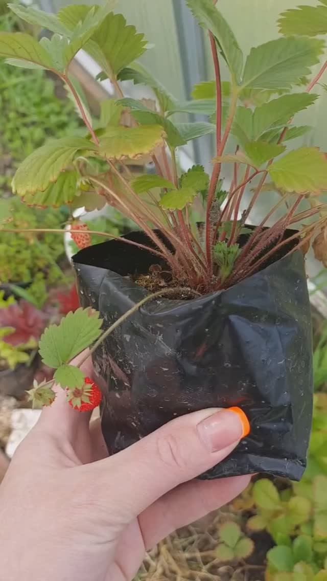 ЗЕМЛЯНИКА ИЗ СЕМЯН.. смотреть онлайн