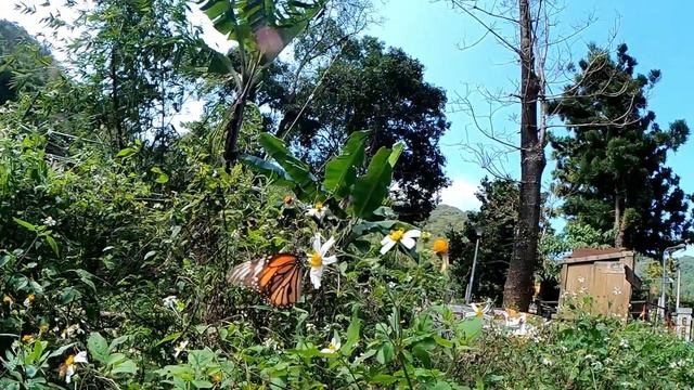 Common Tiger Butterfly in the strong wind. slow motion. (Salatura genutia) смотреть онлайн