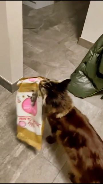 Удивительные животные !!!! смотреть онлайн