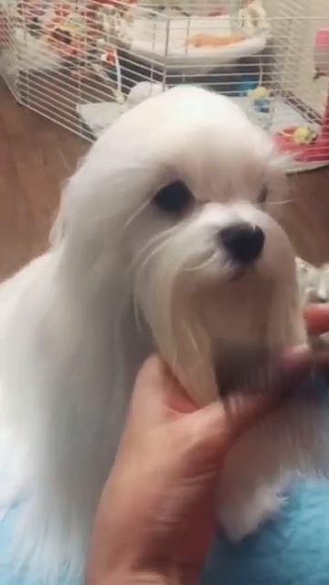 LOVELY EMPIRE Marilyn #питомник #maltese #томск смотреть онлайн